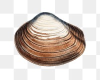 Clam shell png vintage illustration, transparent background