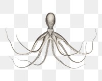 Octopus png vintage illustration, transparent background