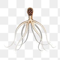 Octopus png vintage illustration, transparent background