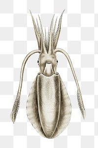 Squid png vintage illustration, transparent background