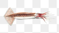 Squid png vintage illustration, transparent background