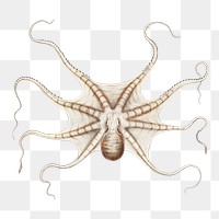 Octopus png vintage illustration, transparent background