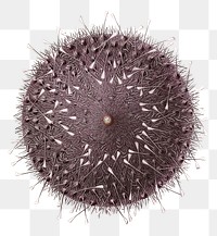 Sea urchin png vintage sticker, transparent background