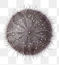  Png sea urchin sticker, transparent background