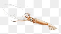 Squid png vintage illustration, transparent background