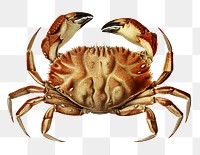 Dungeness crab png vintage sticker, transparent background