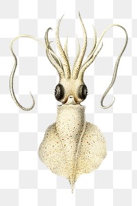 Squid png vintage illustration, transparent background