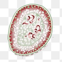 Png marine life cells illustration, transparent background