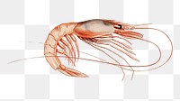 Shrimp png vintage illustration, transparent background