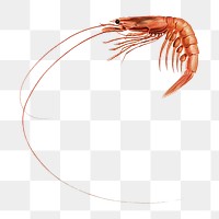 Shrimp png vintage illustration, transparent background