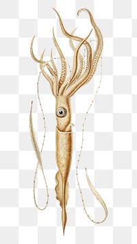 Squid png vintage illustration, transparent background