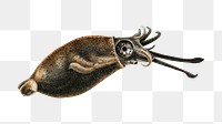 Squid png vintage illustration, transparent background