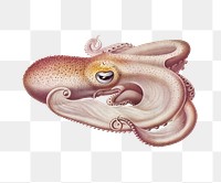 Png ping Velodona octopus sticker, transparent background