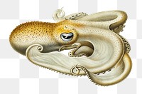 Velodona octopus png sticker, transparent background