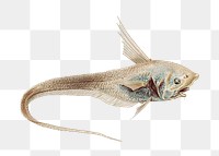 Fish png vintage illustration, transparent background