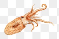 Octopus png vintage illustration, transparent background