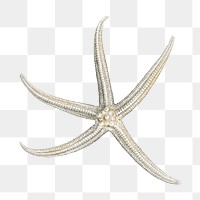 Starfish png vintage illustration, transparent background