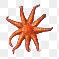 Starfish png vintage illustration, transparent background