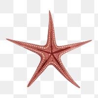 Starfish png vintage illustration, transparent background