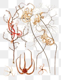 Starfish varieties png vintage illustration, transparent background