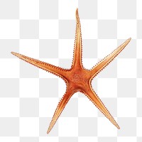 Starfish png vintage illustration, transparent background
