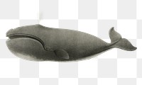 Png North Pacific right whale sticker, transparent background