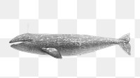 Whale png vintage illustration, transparent background