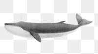 Whale png vintage illustration, transparent background