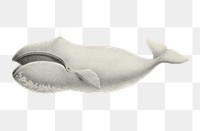 Bowhead whale png vintage sticker, transparent background