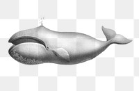 Bowhead whale png vintage illustration, transparent background