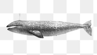 Png California Gray Whale sticker, transparent background