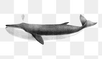 Finback whale png sticker, transparent background