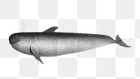 Blackfish png vintage illustration, transparent background