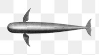 Blackfish png vintage illustration, transparent background