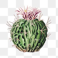 Png Echinocactus pentacanthus cactus sticker, transparent background