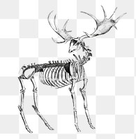 Elk skeleton png, transparent background