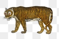 Vintage tiger png animal illustration on transparent background