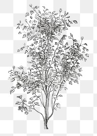 Irish ivy png vintage tree, transparent background