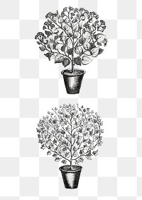 Potted tree png vintage illustration set on transparent background