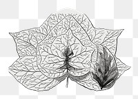 Ivy leaf png vintage illustration, black and white design on transparent background
