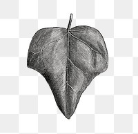  Tortuosa leaf png vintage sticker, transparent background