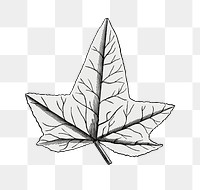  Sylvestral ivy leaf png vintage sticker, transparent background