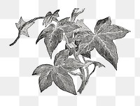 Helix leaf png, vintage botanical, transparent background