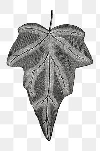 Ivy leaf png vintage illustration, black and white design on transparent background