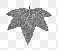  Palmata leaf png vintage sticker, transparent background