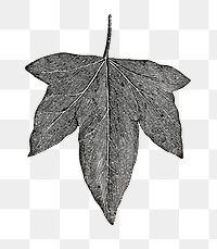  Crenata leaf png vintage sticker, transparent background