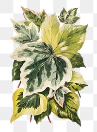 Ivy leaves png vintage illustration on transparent background