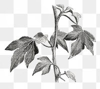  Crenata leaf png vintage sticker, transparent background