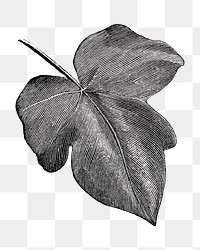 Ivy leaf png vintage illustration, black and white design on transparent background