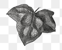 Ivy leaf png vintage illustration, black and white design on transparent background